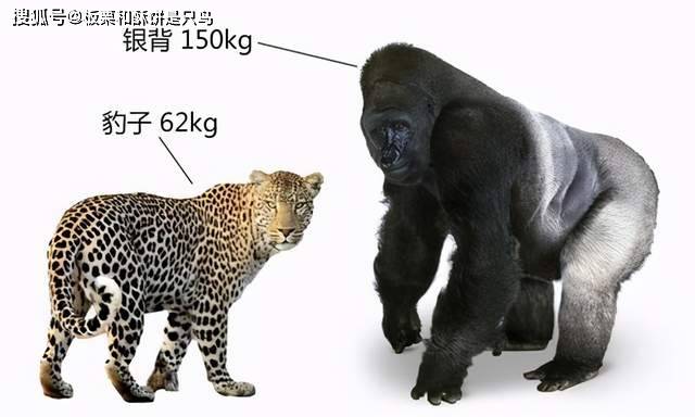 三只金钱豹出逃杀伤力有多大园方致歉声明未成年攻击力较弱