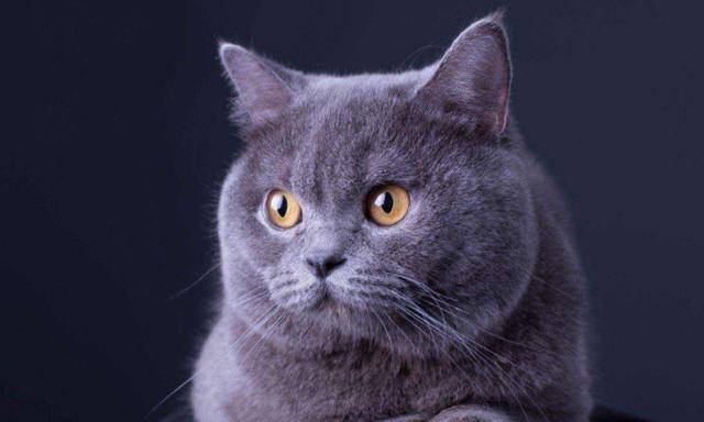猫咪|世界上最好养的5种猫咪，狸花猫上榜，最后一个不理解