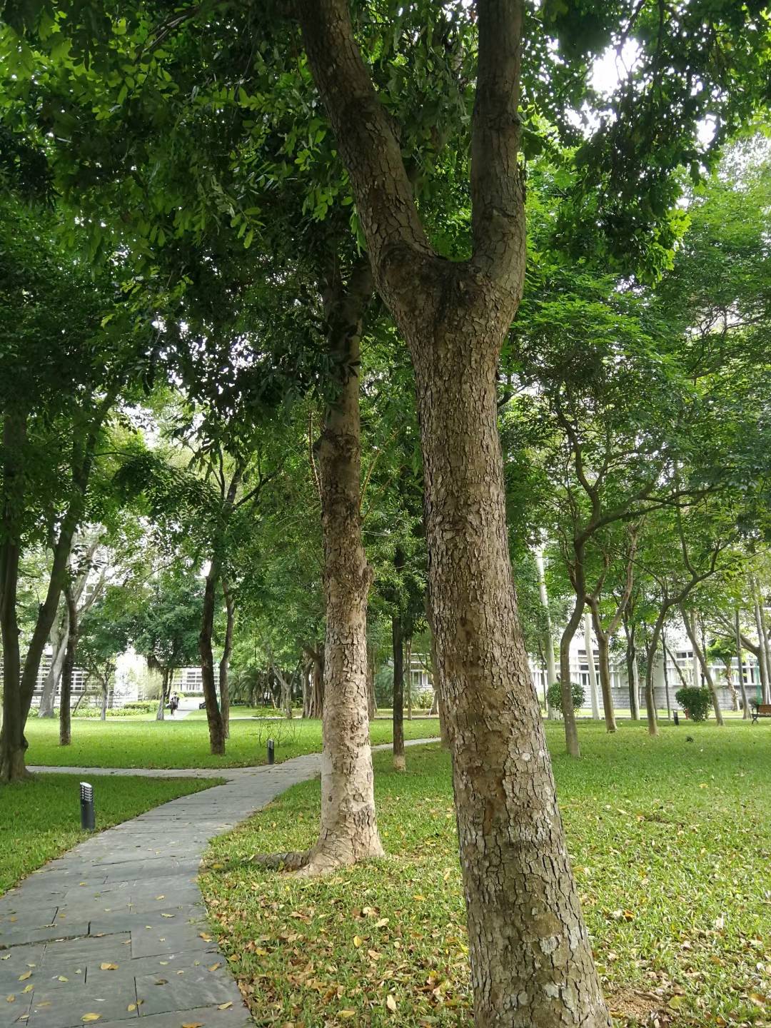 做一棵树一半沐浴阳光一半洒落清凉 平等独立愿你一生有爱与自由