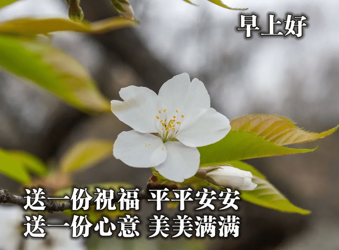 原創唯美暖心早安動態祝福圖片滿滿祝福的早安心語祝福美圖