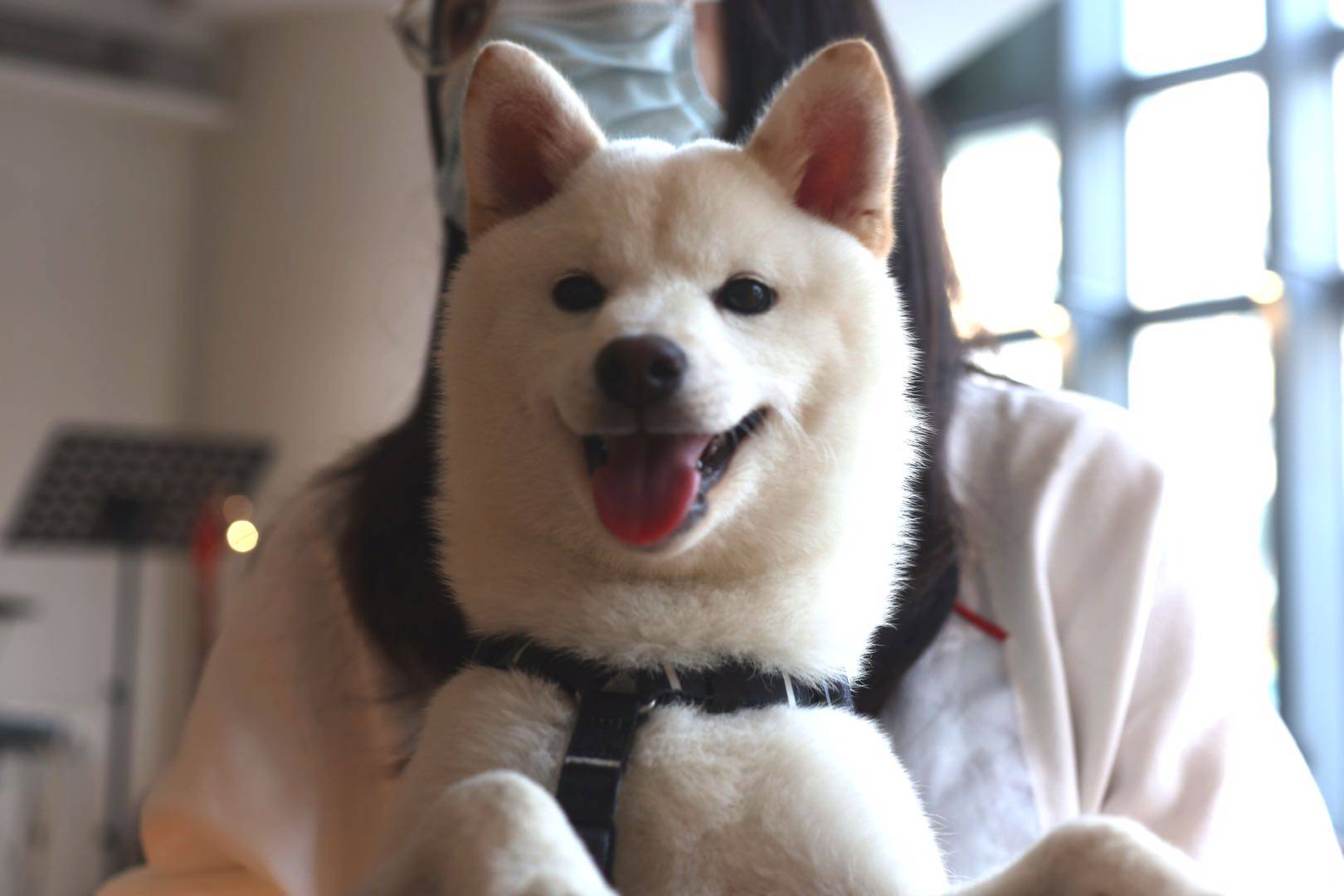 白色柴犬为什么数量稀有反而更便宜？白色柴犬是柴犬吗？_搜狐网