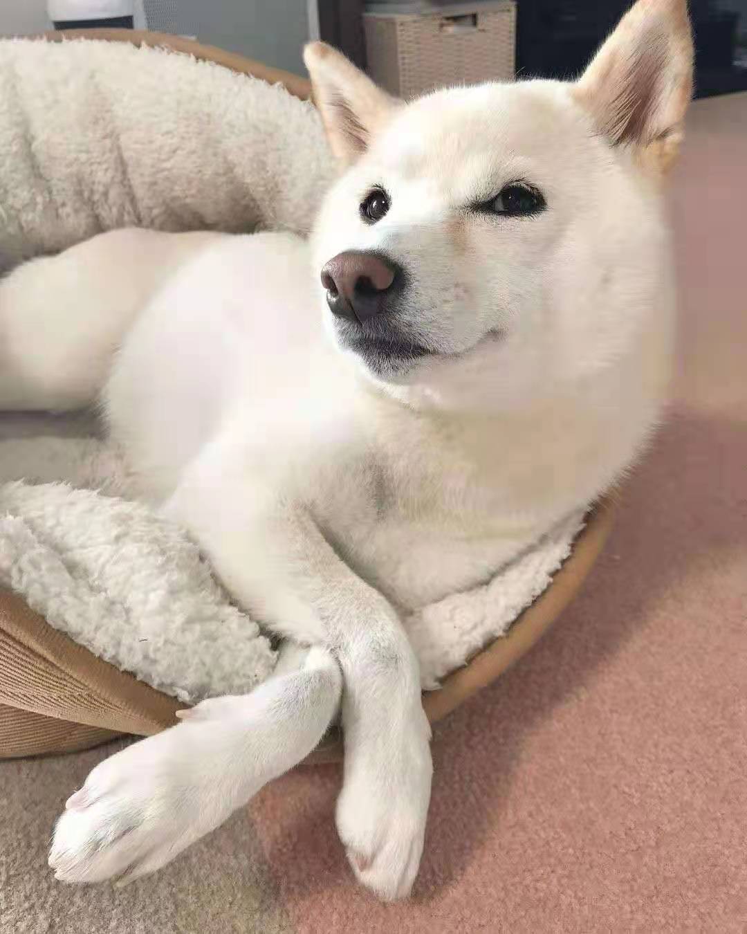 白色柴犬为什么数量稀有反而更便宜？白色柴犬是柴犬吗？_搜狐网