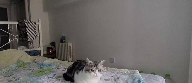 家小|小猫咪自己一个猫在家久了会孤独吗？
