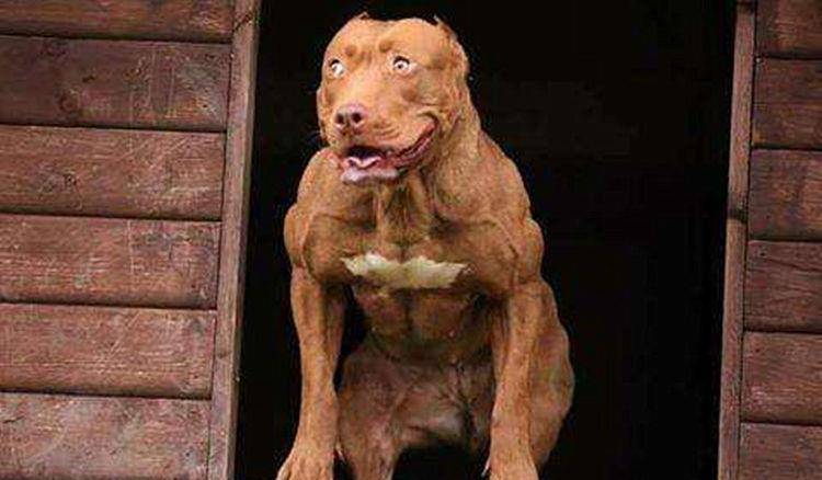 什么动物能打败比特犬 32bfbb29157b46be914176bcb6da9bbf.jpeg