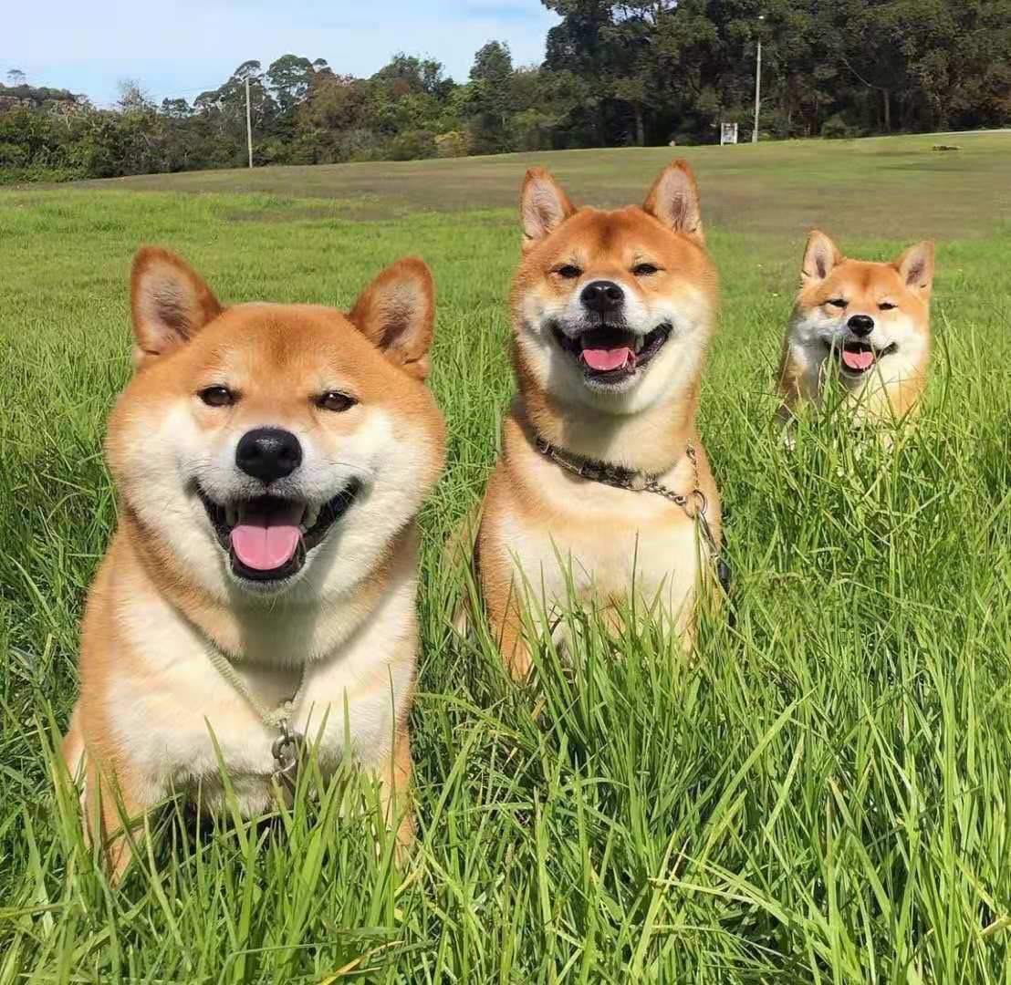 小柴犬价格多少钱一只？四大因素直接影响柴犬的价格！_搜狐网