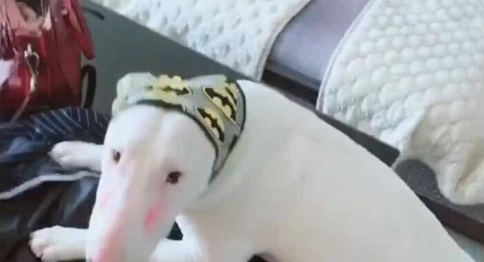 主人给狗狗画眉毛 虽然眉清目秀 但却像这种怪物 模样