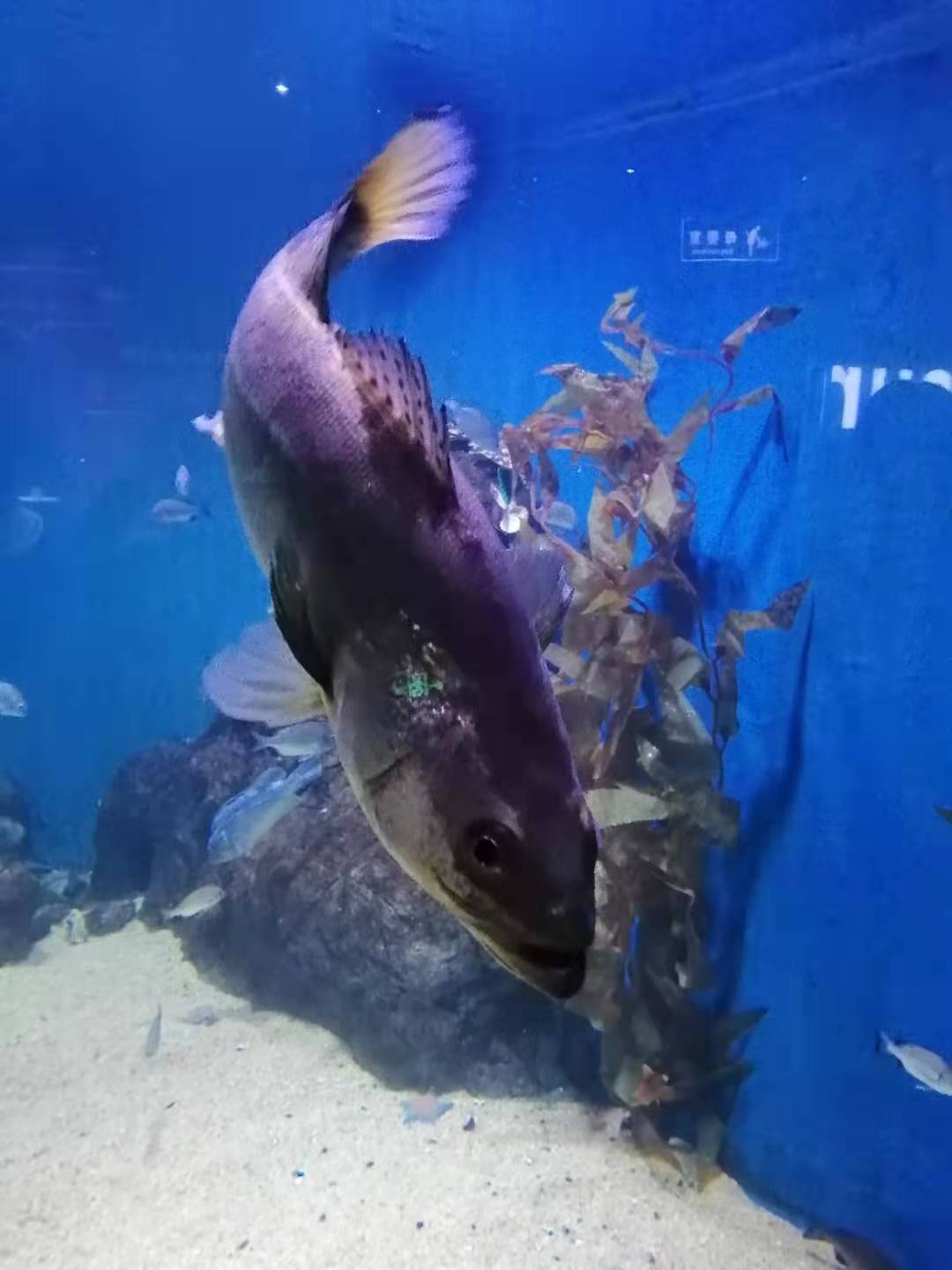 51遛娃好去处青岛海底世界半日游 海洋生物