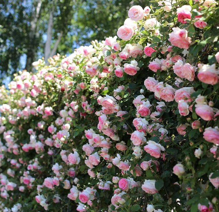 原创藤本月季爬满墙想要开花上千朵3点要做好