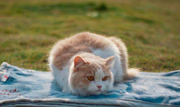 猫咪|这4种田园猫在国内四处流浪，到了国外却大受欢迎，有的售价上万