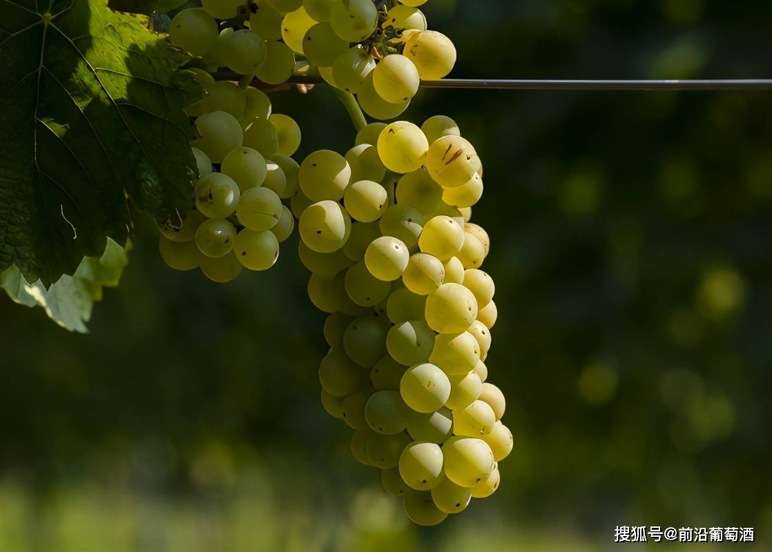 鸽笼白葡萄酒 科普最常见的100种葡萄酒佳酿之鸽笼白葡萄酒 口感