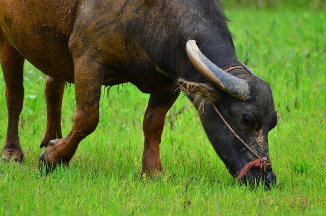面對食肉動物，食草動物總是逃跑，為什麼就不想反抗呢？ 萌趣萌寵 第1张