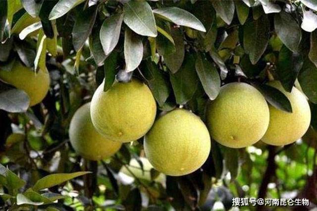 柚子怎么施肥合理 柚树种植有哪些施肥技巧 柚子膨果期施肥要注意什么 氮磷钾肥