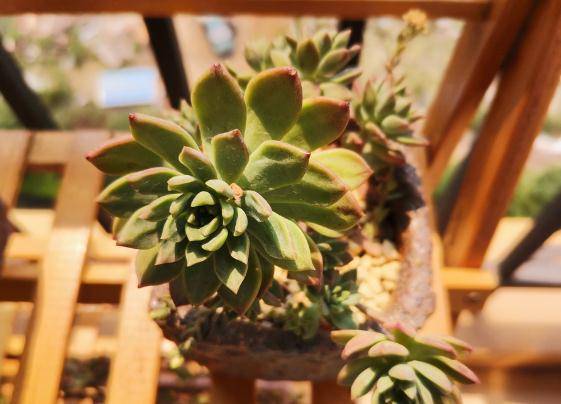 多肉怎么长茎 9a64cc40589747178a20352397f45691.jpeg