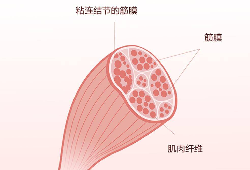 放入口袋让你使用随心所欲,每物em迷你筋膜枪评测_肌肉