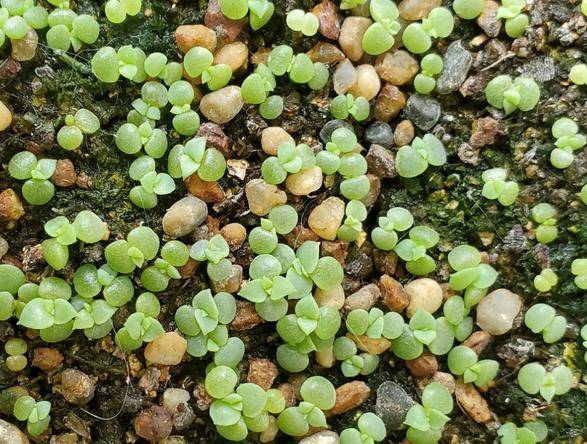 多肉种子刚刚发芽图片 f87649086f15489b851b79bb5162cae9.jpeg