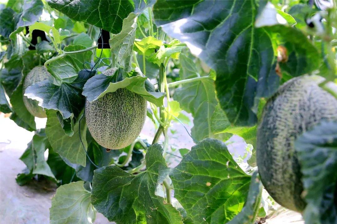 闻着香,咬着脆,甜到醉!头茬地产哈密瓜上市