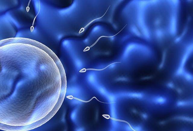 什么是精子什么是卵子 1c16b1bbc98e45b1b54dea6f770e360d.jpeg