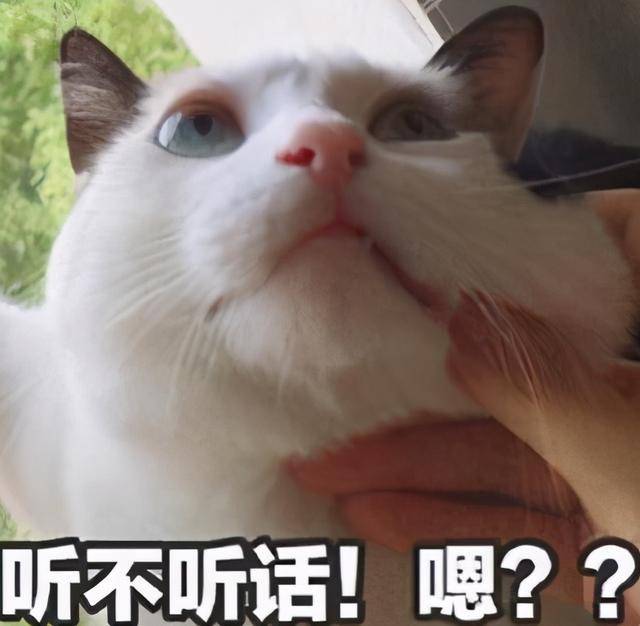 猫咪表情图片代表的意思 889cac255153411bae78a81f0f90f49a.jpeg