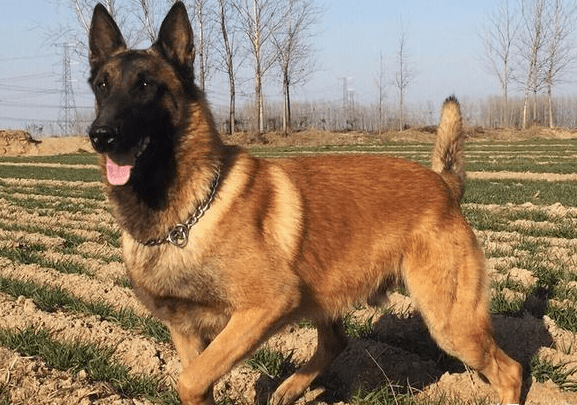 饲养马犬时6大禁忌不能犯