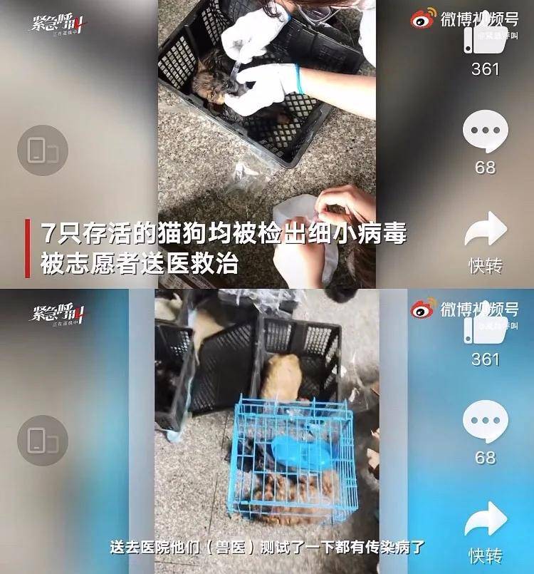 快递公司运输宠物盲盒导致死亡央视怒批你们还有底线吗