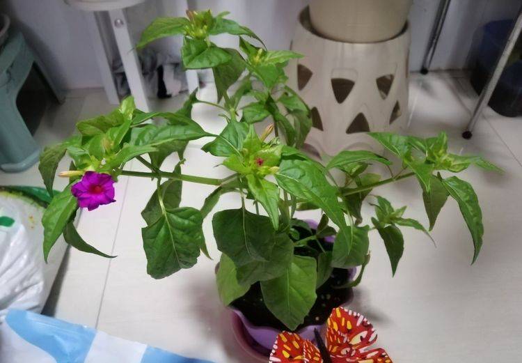 原创3种"名字老土"的花,耐热耐晒好养花量大,也是很美的