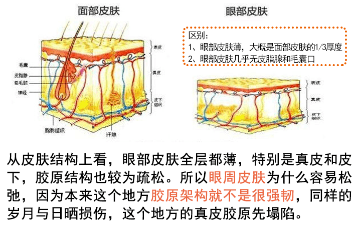 眼部皮肤结构分层图片