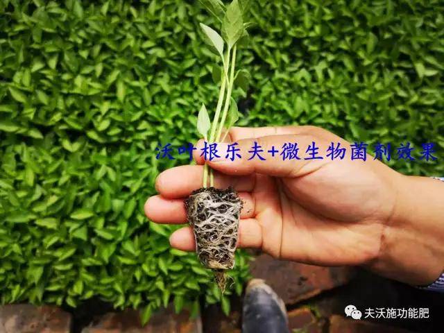 cef3269a93964b5697134d8ba1072753.jpeg