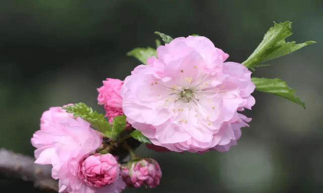 四月十七日生日花 0abd47f6b3b5407f8e538f9f766e90b7.png