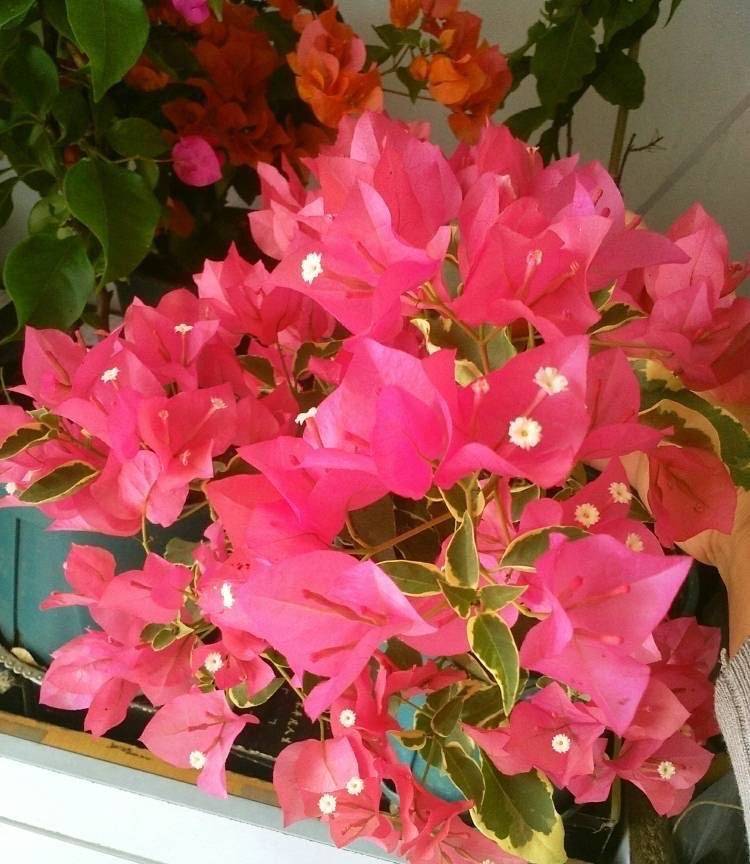 阳台上初冬的主角 有2种 花儿很漂亮颜色很仙也很好养 时候