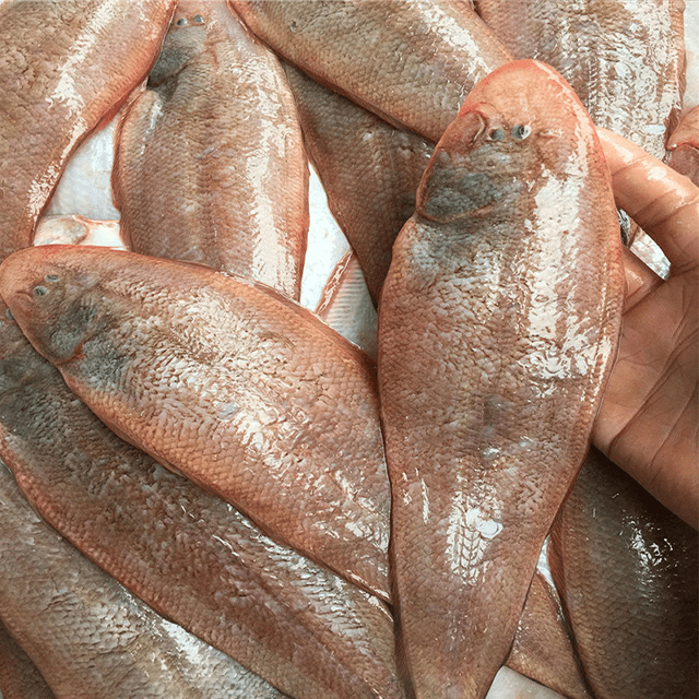 这几种海鱼你知道吗不仅美容养肤还营养丰富