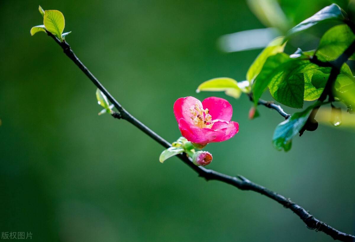 浅夏淡过花开时听落雨如诗听时光滴落听年华漫过水岸