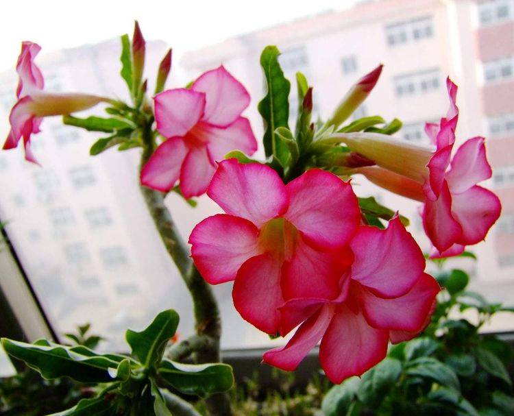 3种花 不耐寒很怕冷 冬季一定别养 否则烂根又掉叶 盆栽