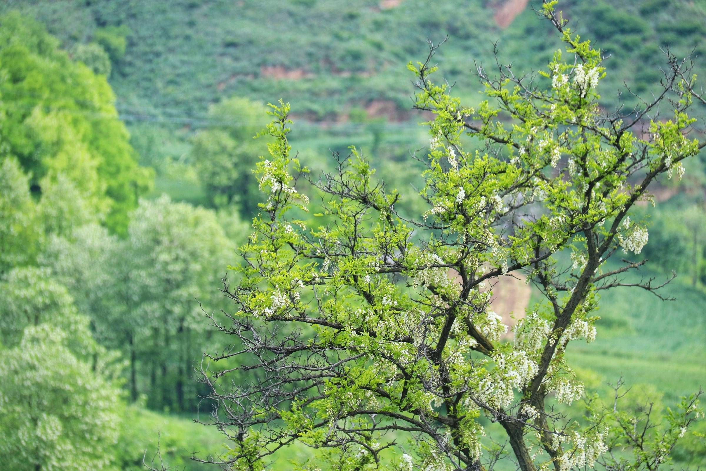 永寿第十八届槐花旅游文化节开幕