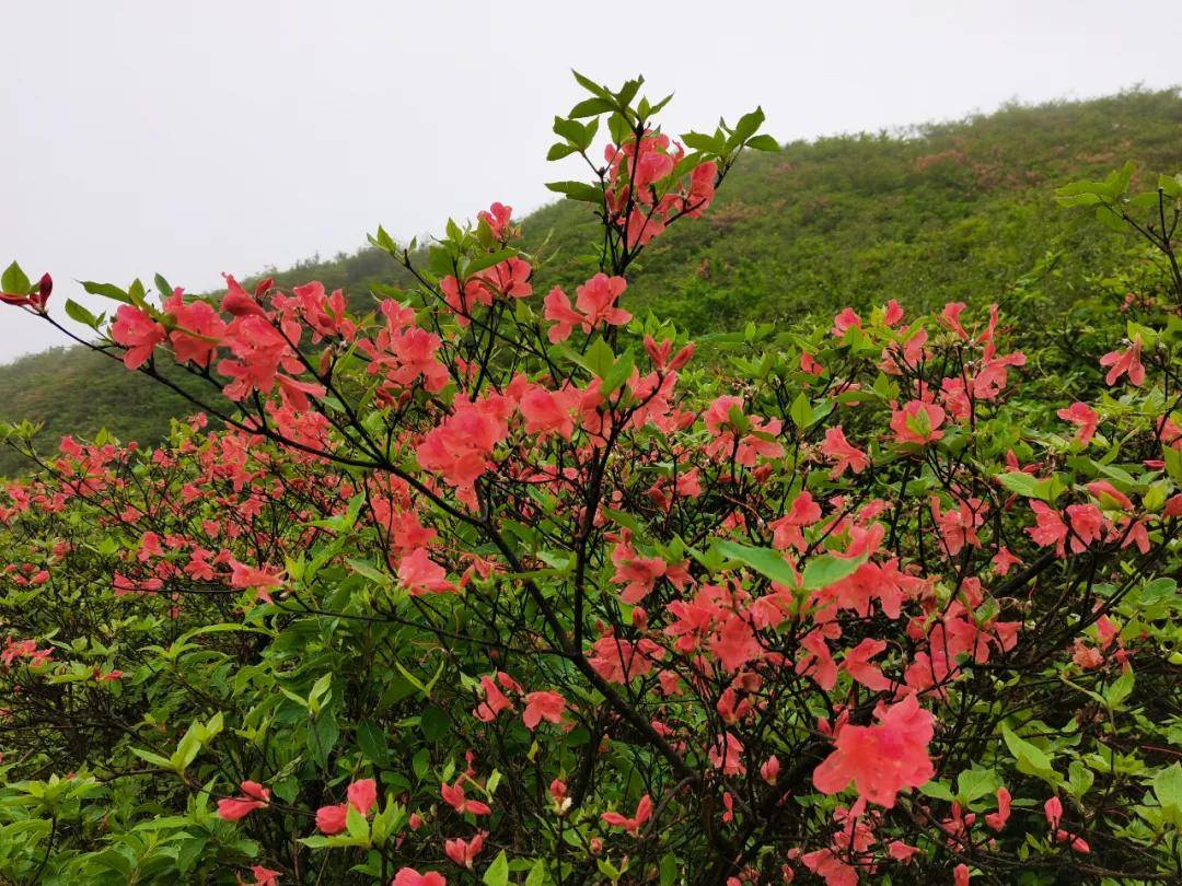 5月14日大围山花海