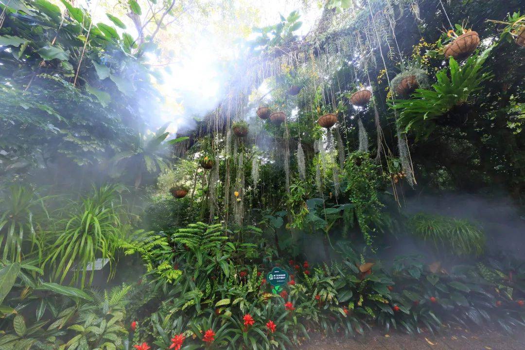 厦门植物园雨林雾森时间调整,还将有这些变化