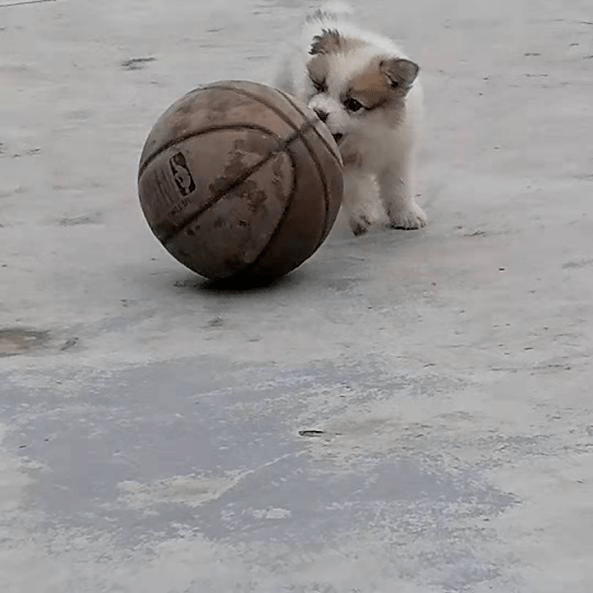 汪星人也会打篮球?