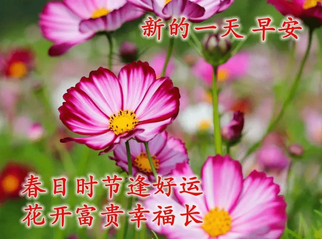 最美的早上好图片,适合发朋友圈的早安祝福语-搜狐大视野-搜狐新闻