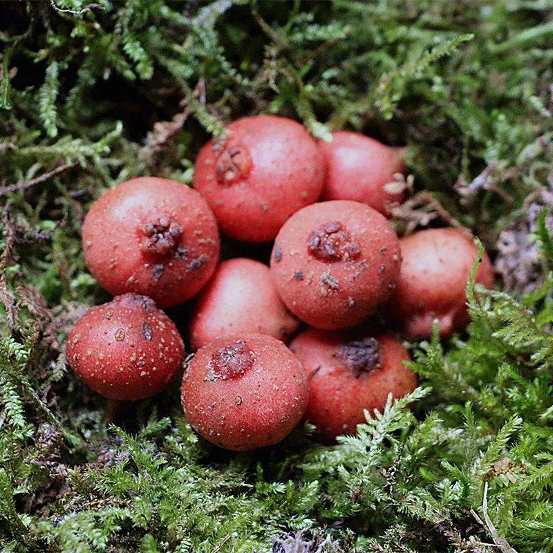 埋土里的"石榴",曾是农村娃儿时的零食,如今百元一斤成稀罕货