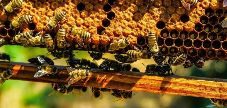 蜜蜂的王国很神奇但蜜蜂是唯一被人类驯化的昆虫人类曾经驯化了很多种