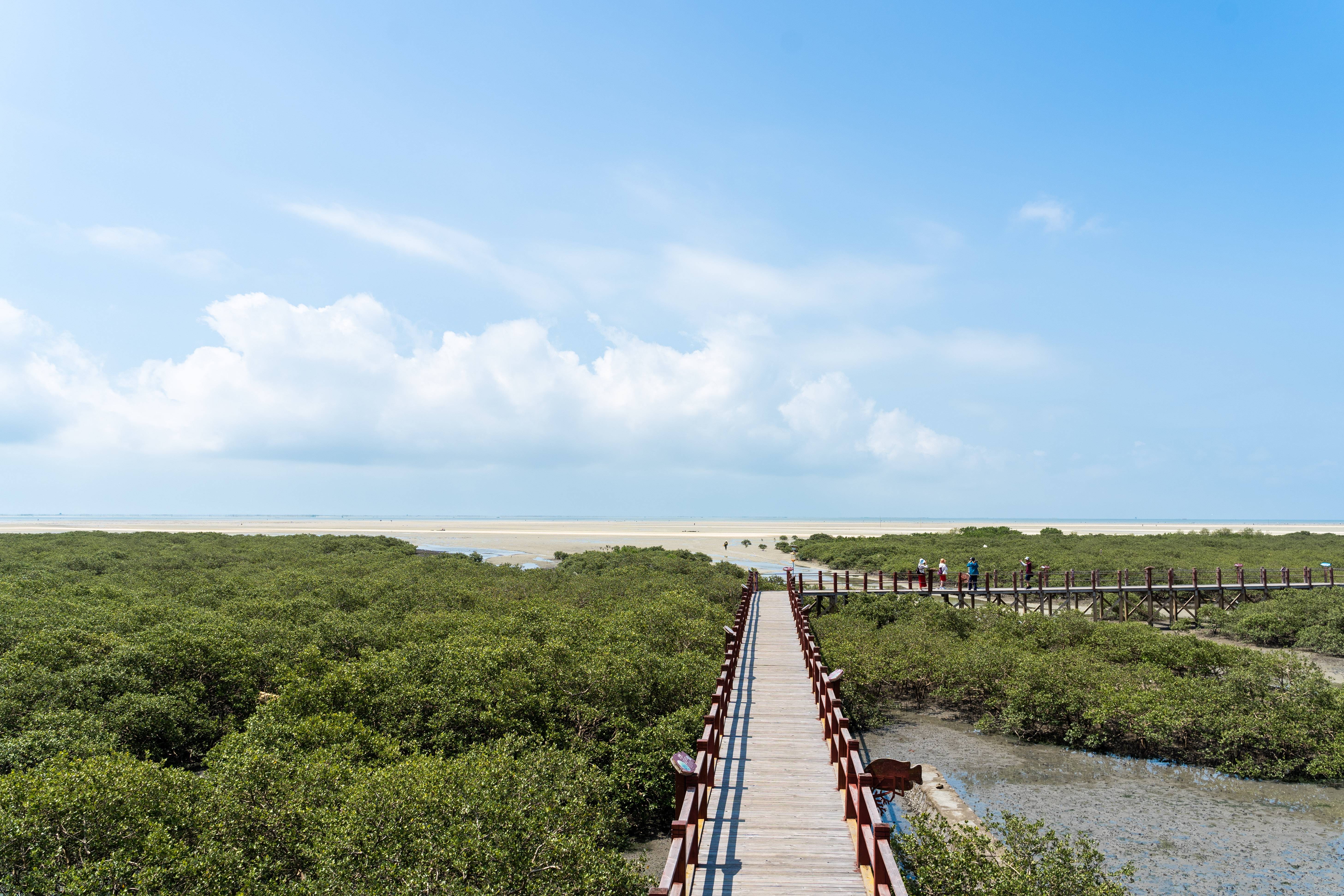 北海金海湾红树林景区图片