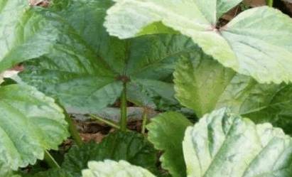 啥菜是润肠通便的 6f2c03d0ec7f4c369c51538309be59c3.jpeg