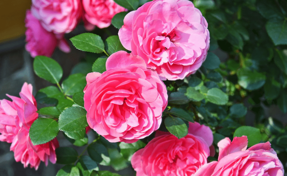 发财树用什么样花盆好 81b20bacdb084946b201aaecef2baa9d.png