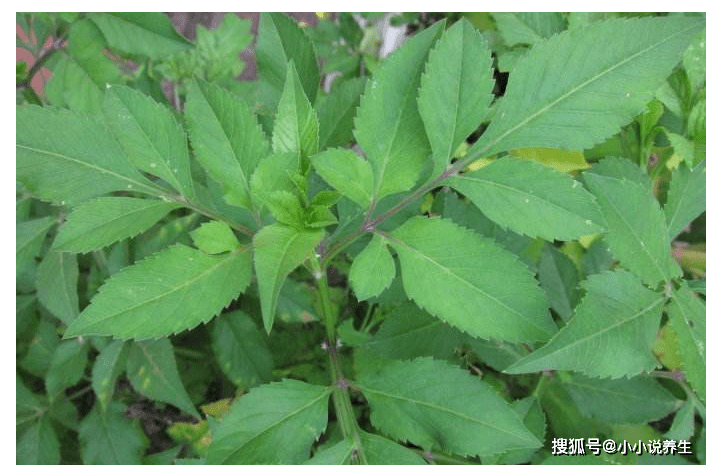 鬼针草泡水喝的功效(鬼针草泡水喝的功效与禁忌百度百科)