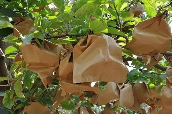 注意果树套袋26个禁忌点千万不要踩