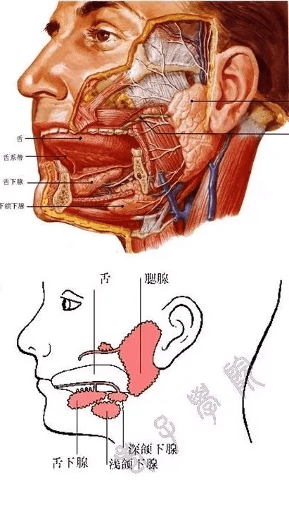 颌下腺在哪个位置图片图片