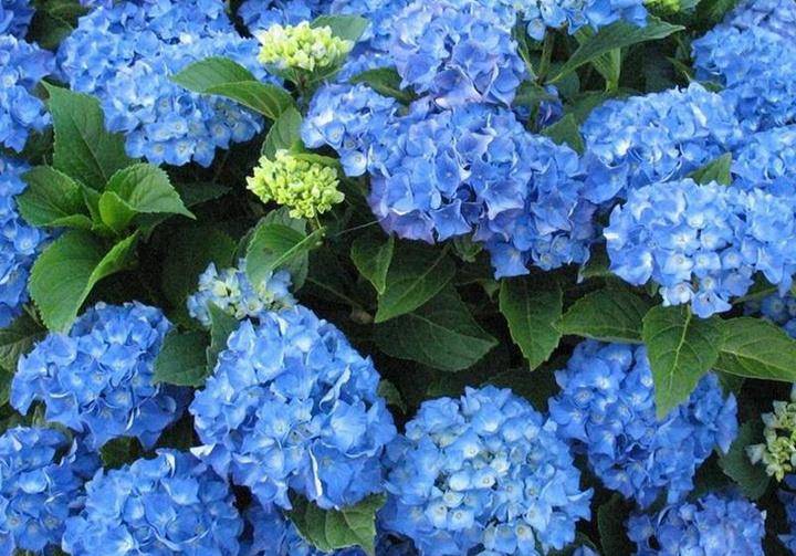 3种"女神花"值得拥有,一年长成花墙,四季花开不断,盆栽也可以