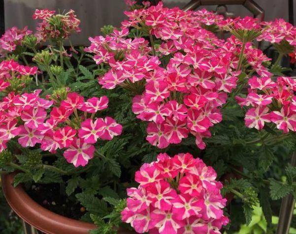 阳台养这几朵花 花开不断 10元1盆 阳台变花海 开花