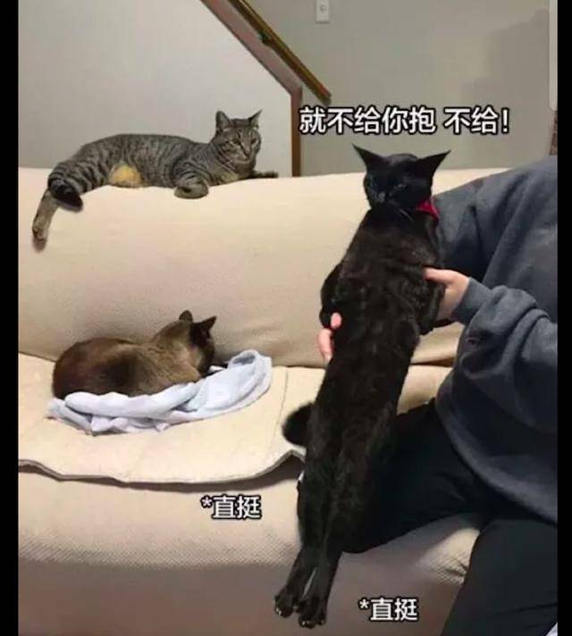 貓咪不喜歡人類抱它，總是會把身體挺的筆直，貓：我最後的倔強！ 萌趣萌寵 第3张