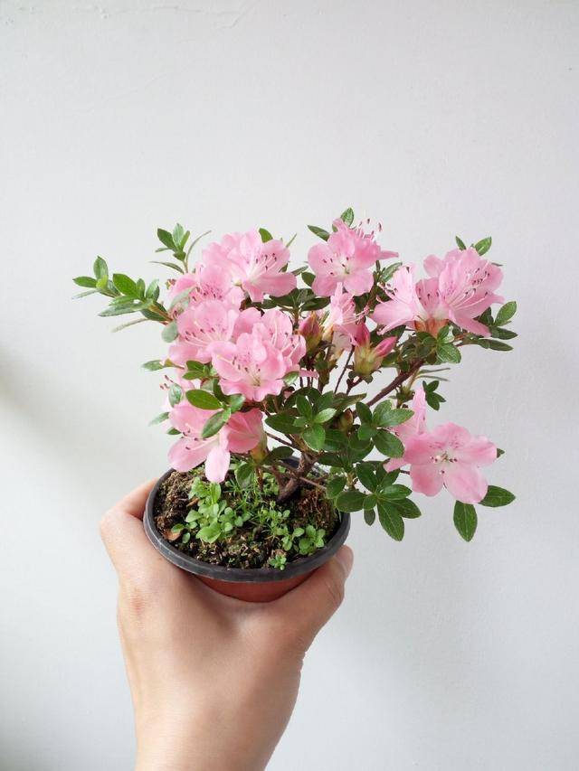 哪些花可以做盆景 4317034e74d541e981cd6cbbbaed598c.jpeg