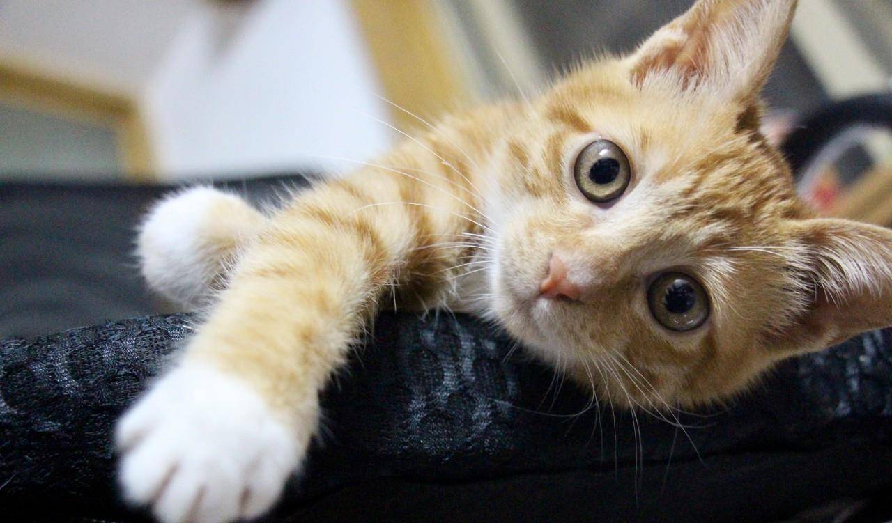 什么才算真正的爱猫人士 779ef0c3cb8643bb99557c3ef8a26d32.jpeg